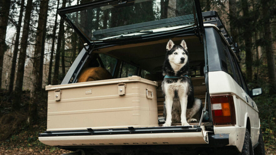 Ein Hund sitzt im Kofferraum eines Autos, daneben eine Alubox in beige